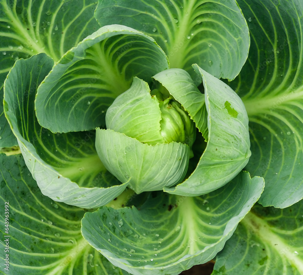 The cabbage crop ripened in autumn. Ripening late varieties of cabbage. Growing organic vegetables. The cabbage crop ripened in autumn. Ripening late varieties of cabbage. Growing organic vegetables.