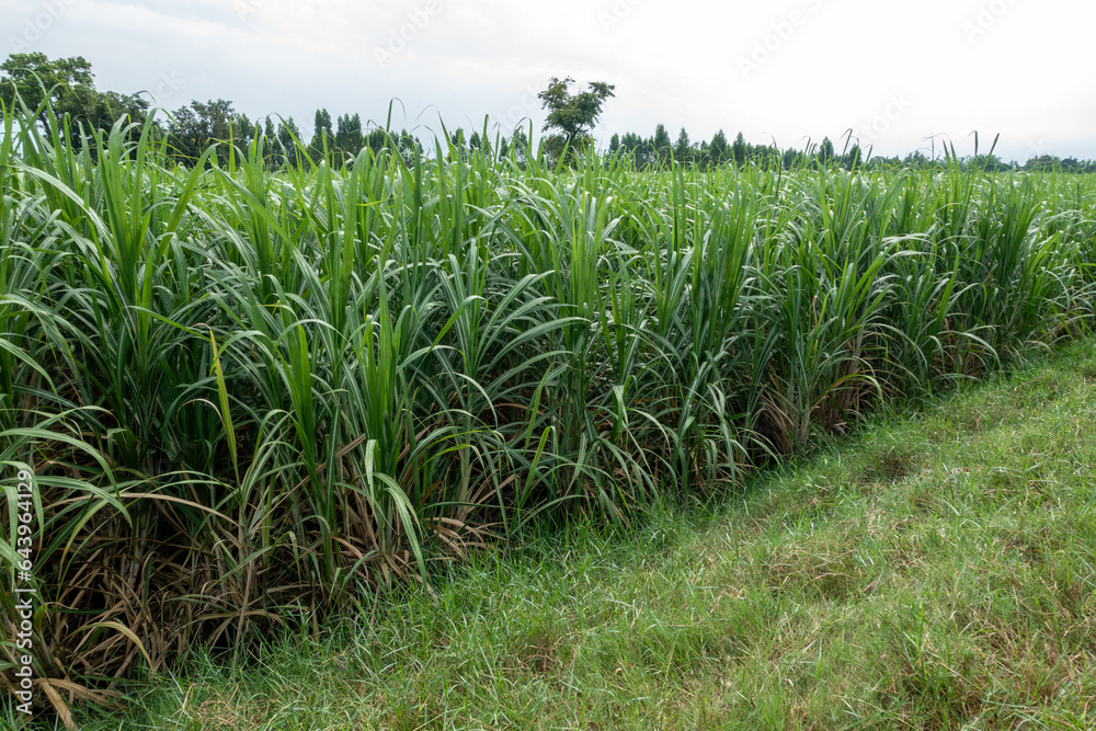 sugarcane field sugarcane farm sugarcane field sugarcane farm