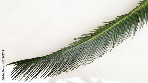 Tropical palm leaves isolated on a white background