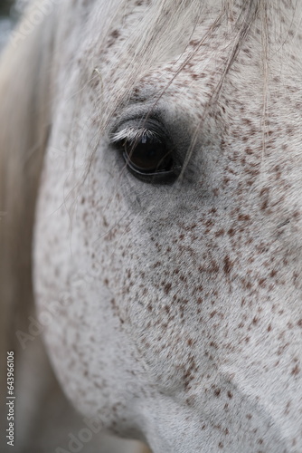 close up of an eye of a horse. Vertical image.