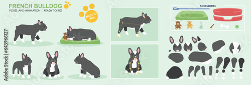 Cute Black and white french bull dog vector collection of poses with multiple angles and accessories. Puppy sleeping, sitting, walking, popular dogs	 photo