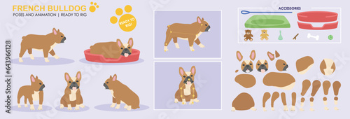 Cute Brown and white french bull dog vector collection of poses with multiple angles and accessories. Puppy sleeping, sitting, walking, popular dogs 