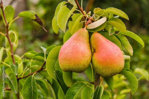 Growing organic pears in the garden. Pear season. Harvesting pears in autumn.