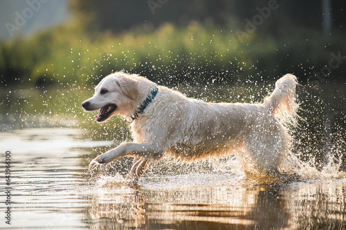 happy golden retriever dog running in the lake with splashes