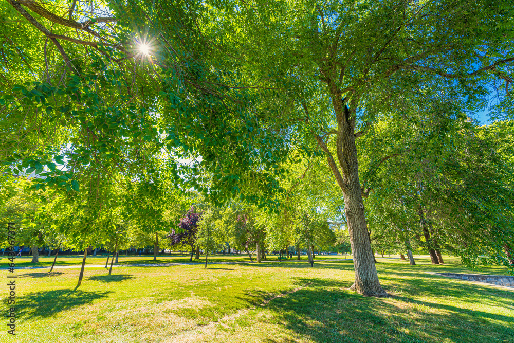 Public Park in a city. Vibrant Green Trees. Leisure landmark Public Park in a city. Vibrant Green Trees. Leisure landmark