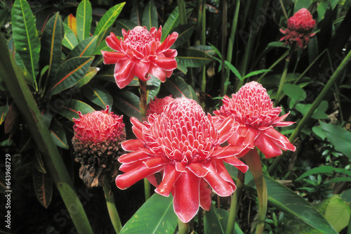 Red torch ginger flower in garden photo