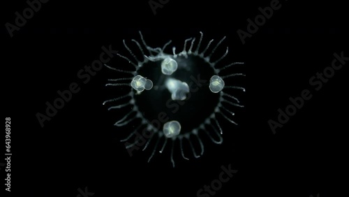 Young jellyfish Obelia longissima under microscope, Campanulariidae family, class Hydrozoa. Sample found in White Sea. photo