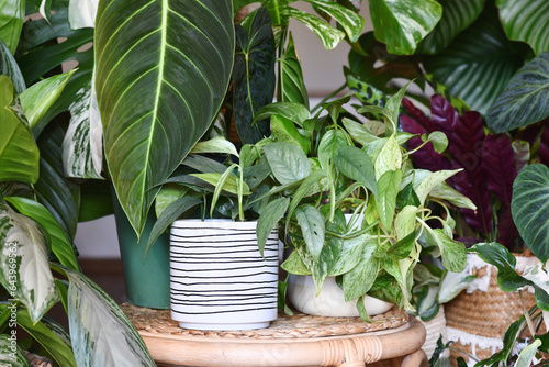 Urban jungle. Different tropical houseplants like Philodendron or pothos in basket flower pots on tables photo