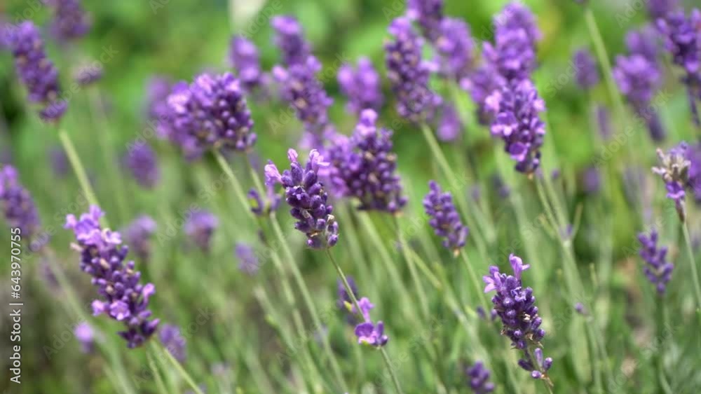 Purple lavender flowers bush. Flower in the field. Nature background. Grow a fragrant plant in the garden. Summer flower honey plant closeup. Purple lavender flowers bush. Flower in the field. Nature background. Grow a fragrant plant in the garden. Summer flower honey plant closeup.