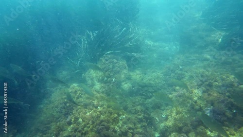 Wallpaper Mural Slow-motion exploration of the ocean, featuring sun-kissed aquatic life. Torontodigital.ca