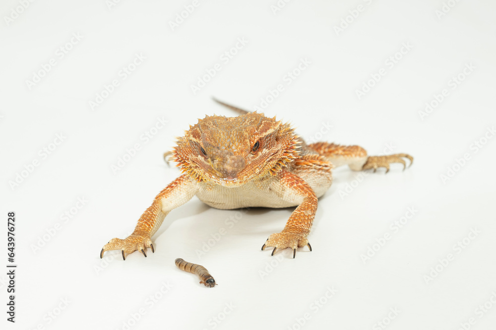 Naklejka premium bartagame, Pogona Vitticeps