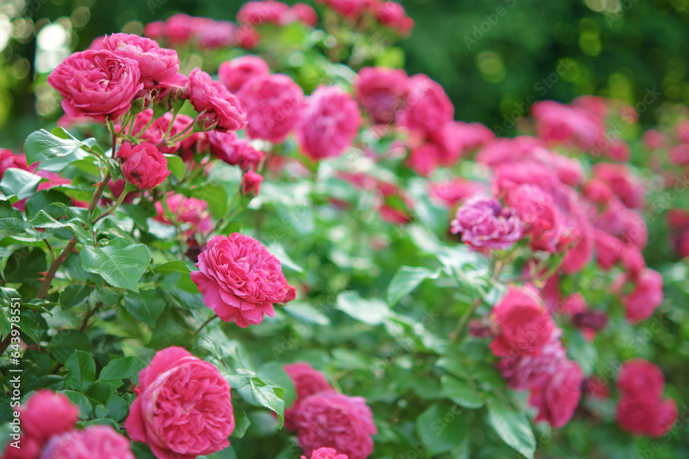 Bushes of blooming bright pink roses in the garden. Bushes of blooming bright pink roses in the garden.