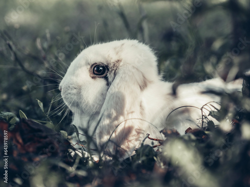 Fototapeta Naklejka Na Ścianę i Meble -  white rabbit in the forest