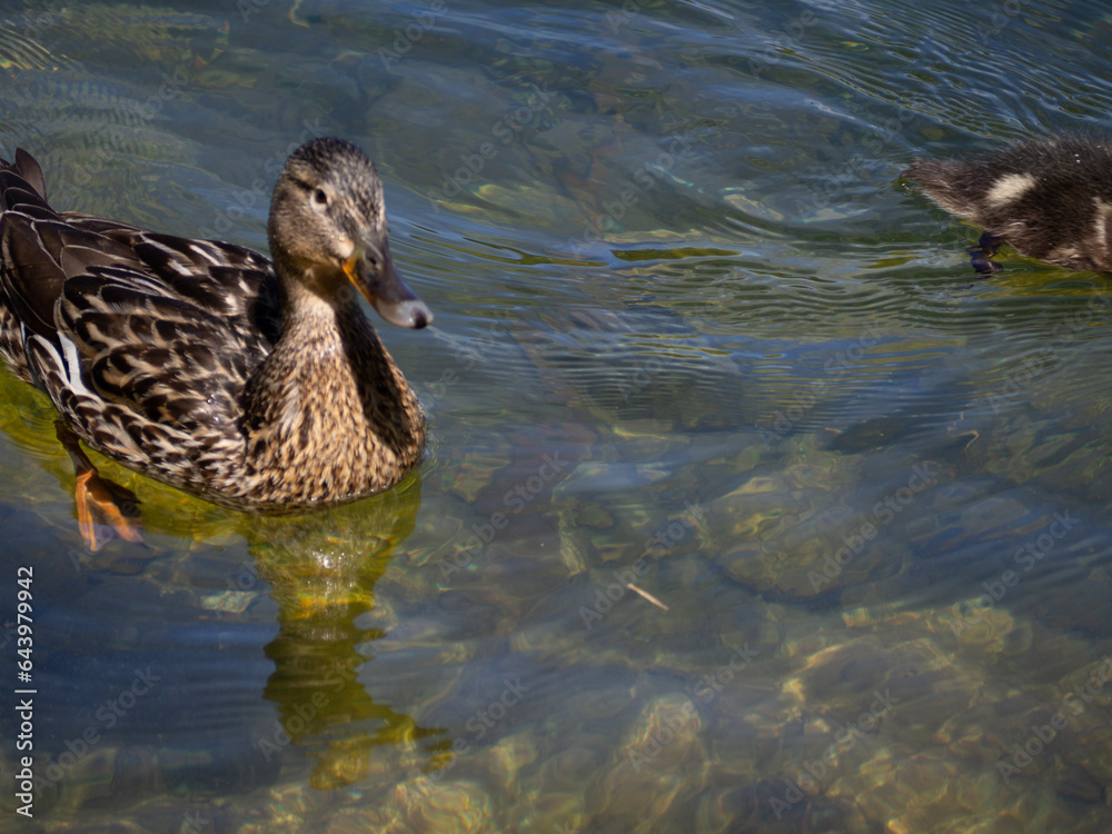 duck and ducklings duck and ducklings
