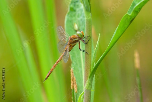 A green eyed hawker resting on a plant
