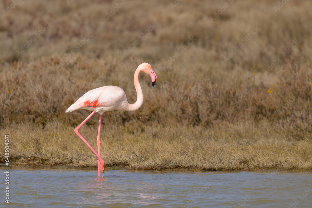 A Greater Flamingos standing in the water looking for food