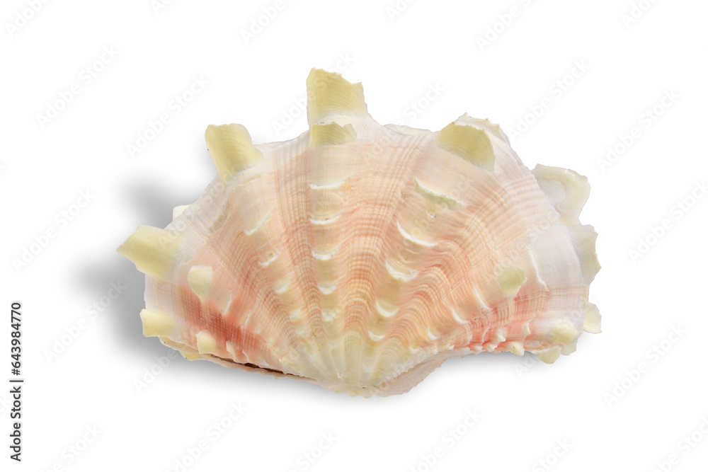 sea shell isolated on white background. This has clipping path. sea shell isolated on white background. This has clipping path.