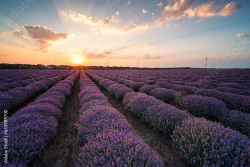 Stunning view with a beautiful lavender field and sun beams at sunrise