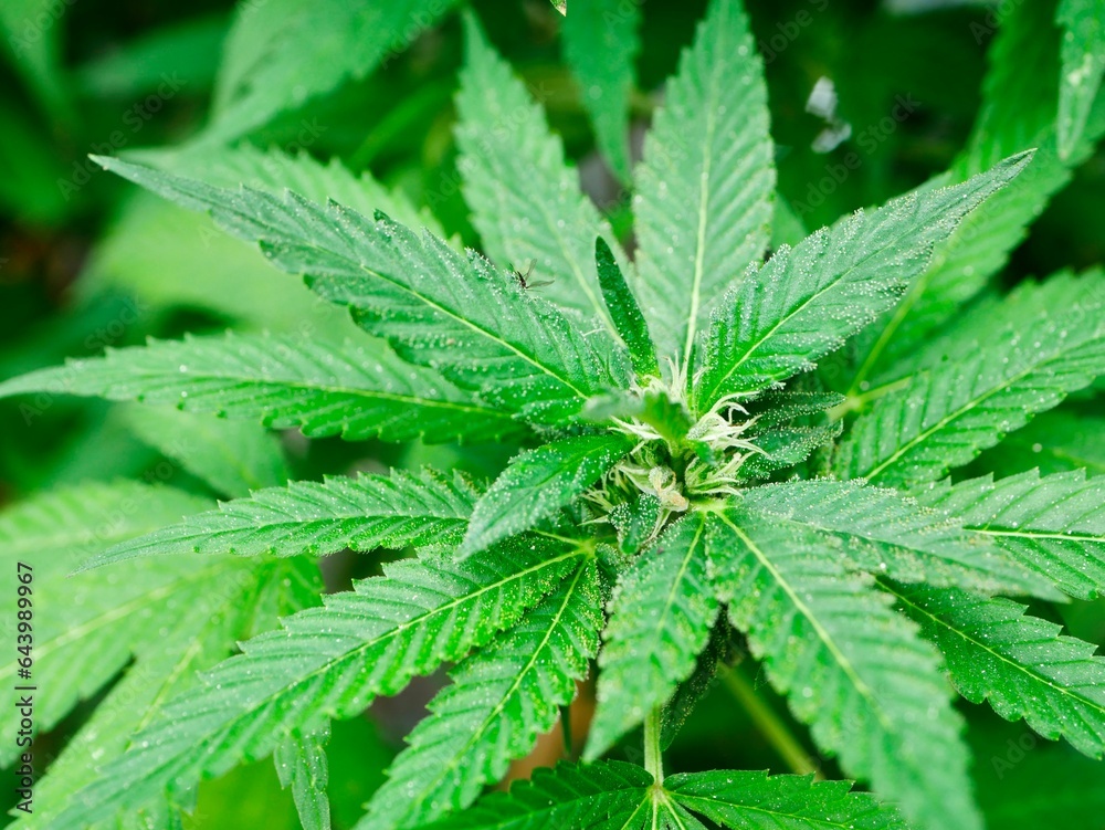 cannabis leaf background A close up of the marijuana farm industry. Beautiful macro and micro shots. Green house, outdoor, indoor plants. Harvesting cannabis, planting weed and more. cannabis leaf background A close up of the marijuana farm industry. Beautiful macro and micro shots. Green house, outdoor, indoor plants. Harvesting cannabis, planting weed and more.