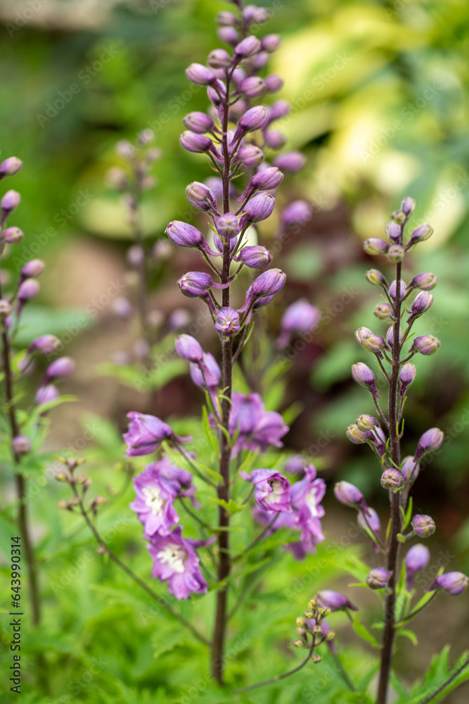 Larkspurs purple flowers or Delphinium ajacis in a garden Larkspurs purple flowers or Delphinium ajacis in a garden