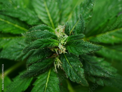 cannabis leaf on macro background