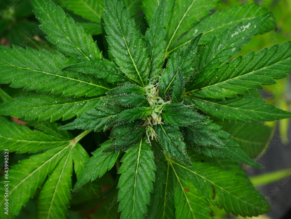 Cannabis Texture Marijuana Leaf background Cannabis Texture Marijuana Leaf background