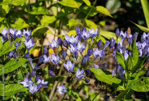 Blue flowers of Brodiaea laxa Queen Fabiola