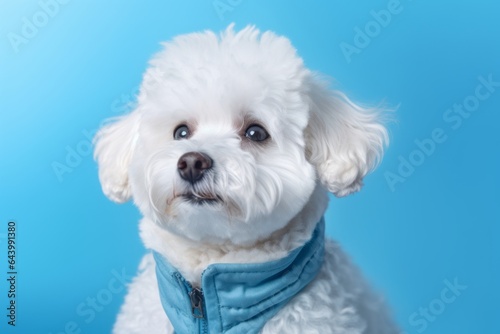 Close-up portrait photography of a curious bichon frise nuzzling wearing a reflective vest against a pastel blue background. With generative AI technology