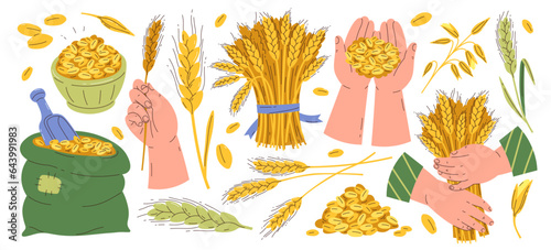Obraz na plátně Wheat grain, spikelets ears, stalks, bag sacks elements and human hands vector i