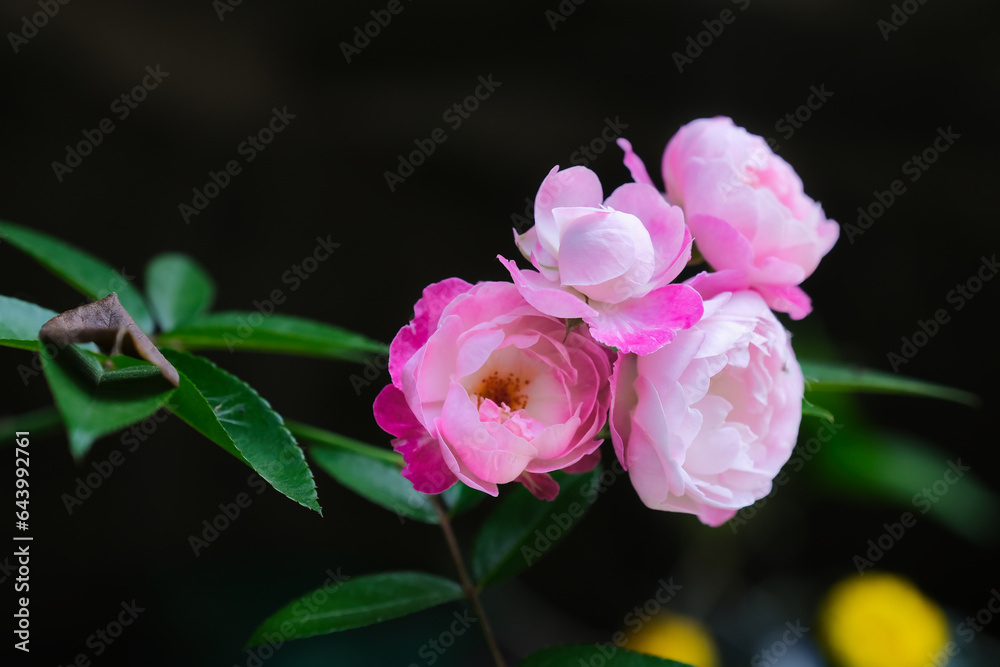 A bunch of roses among other plants A bunch of roses among other plants