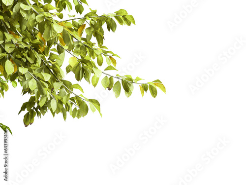 Isolated green leaves on white background