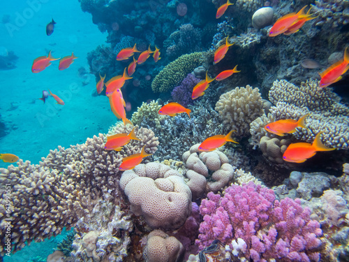 Fototapeta Naklejka Na Ścianę i Meble -  Flock of fish in the expanse of a coral reef in the Red Sea