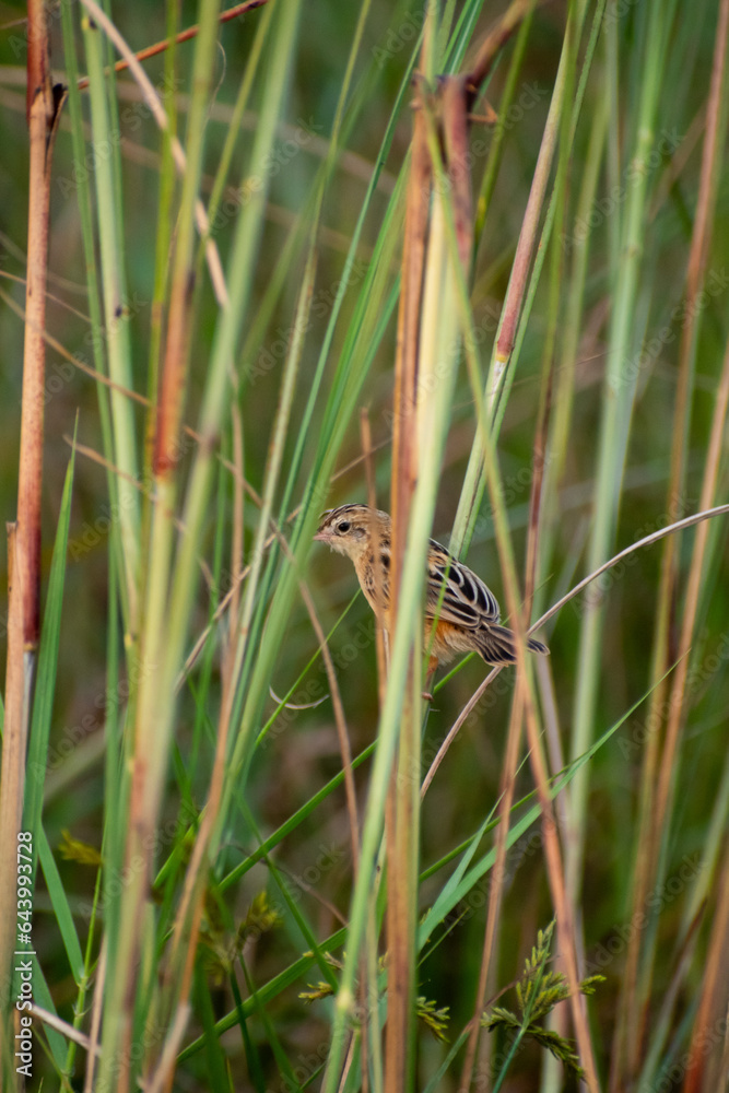 Zitting cisticola
A small bird found mainly in grasslands Zitting cisticola
A small bird found mainly in grasslands