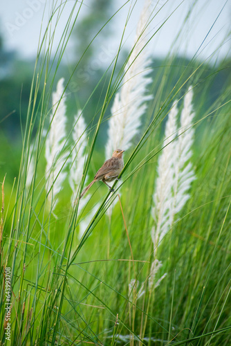 Zitting cisticola A small bird found mainly in grasslands
