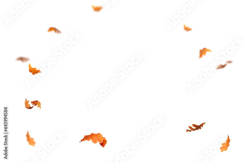 Autumn leaf border. Wave of falling leaves. Leaf fall flying png.  Autumn  leaves. Leaves in the wind. golden orange brown colour of maple tree leaves in autumn