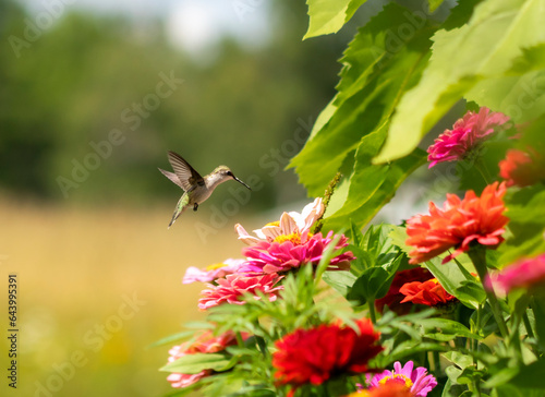 Summer Flowers and Hummingbird
