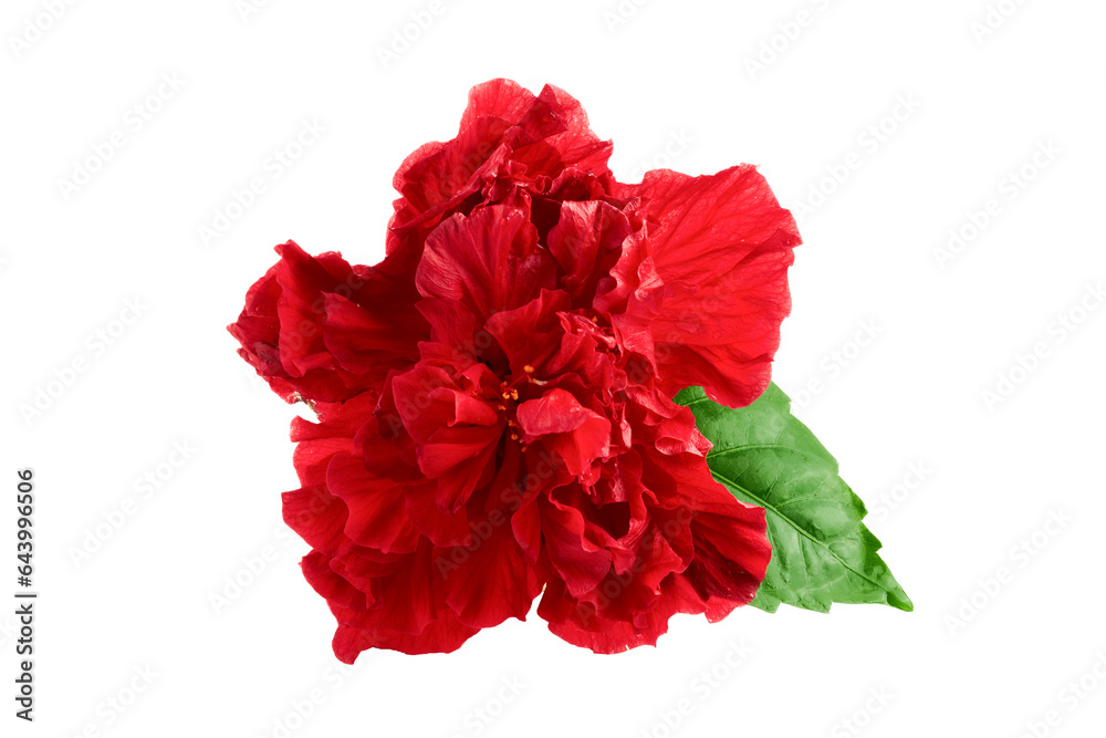 Double deep carmine, Hibiscus rosa-sinensis evergreen hibiscus Mrs George Davis isolated on white.