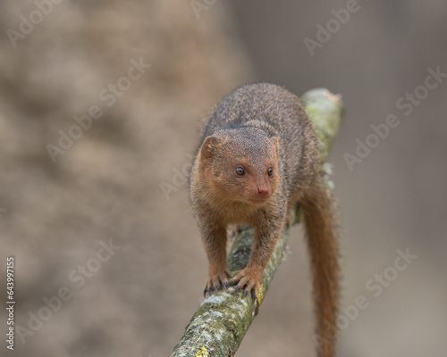 Common dwarf mongoose  © Stephen Ellis 35