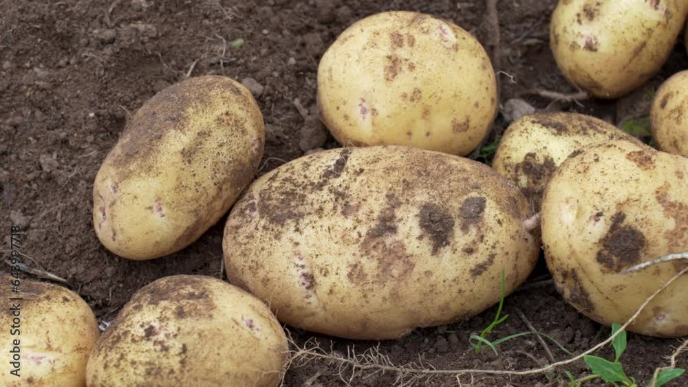The harvest of potato is gathered, close-up The harvest of potato is gathered, close-up