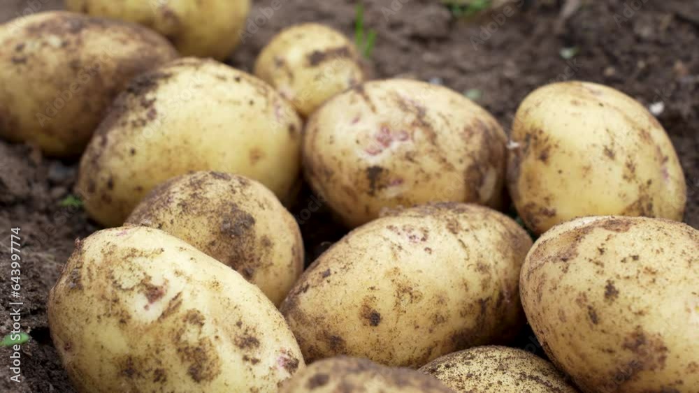 The harvest of potato is gathered, close-up The harvest of potato is gathered, close-up