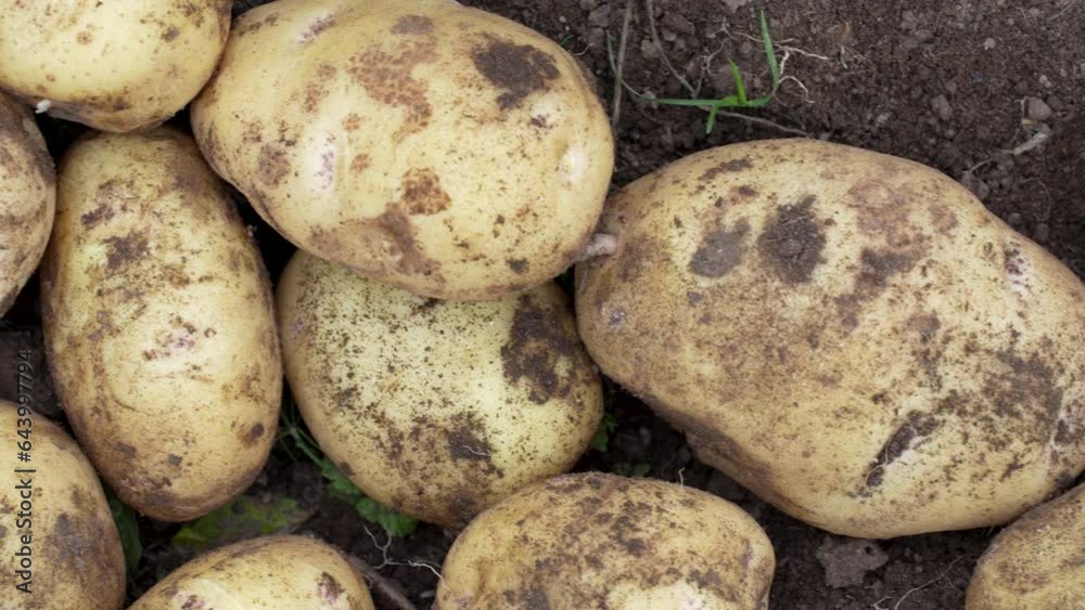 The harvest of potato is gathered, close-up The harvest of potato is gathered, close-up