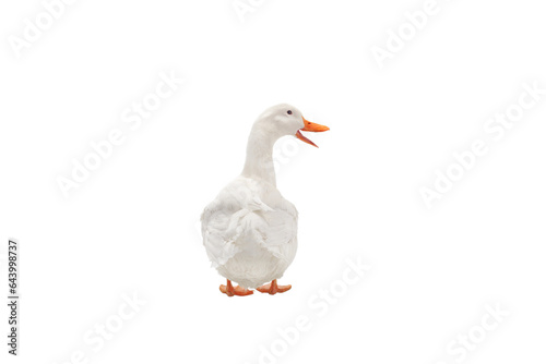 duck white isolated on white background