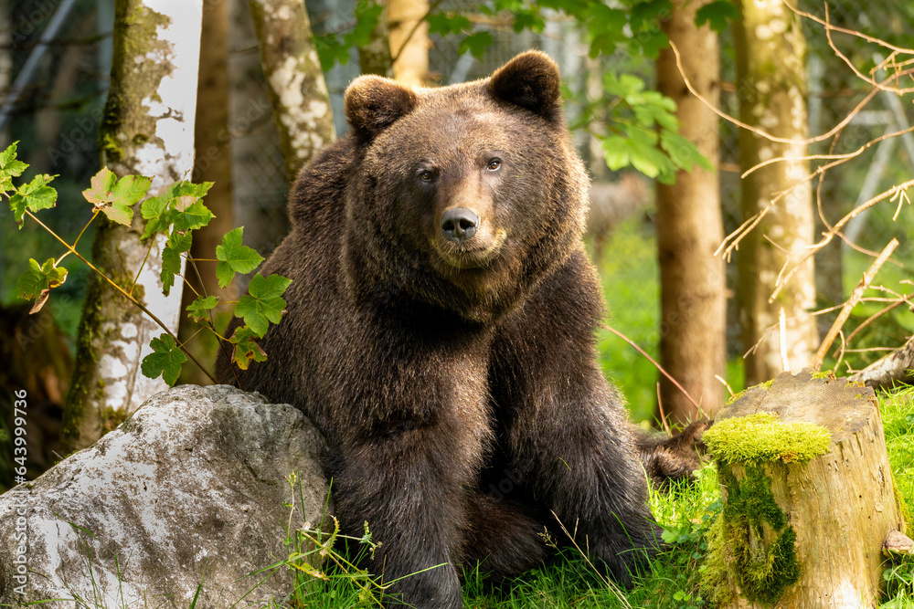 Brownbear sitting in the sunny forest