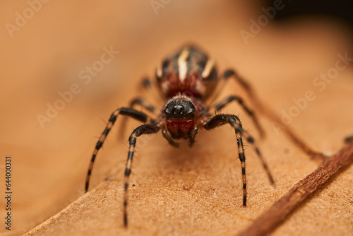 Green and black spider walking on a brown dry leaf