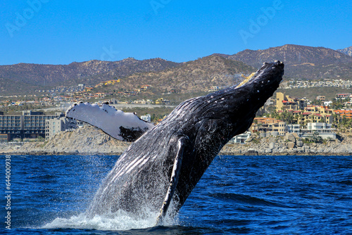 Sighting of a humpback whale off the Mexican coast of Cabo San Lucas emerging from the deep sea.