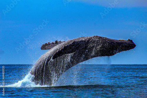 Humpback whale jumping after emerging from the deep sea and falling into the sea off the Mexican coast of Cabo San Lucas in the Sea of Cortez.