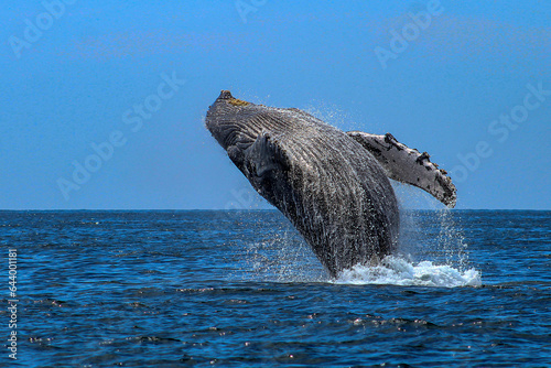 Beautiful humpback whale jumping after emerging from the deep sea and falling into the sea off the Mexican coast of Cabo San Lucas. photo