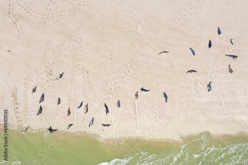 une colonie de phoques sur un banc de sable dans le Nord de la France près de Berck photo