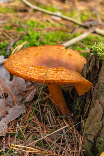 Beautiful scaly mushrooms in the autumn forest, close-up, autumn, fall