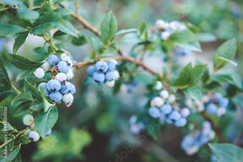 Forest blueberry. Background of fresh ripe blueberries. Delicious wild berries. Berries for tea. Healthy Eating. Green leaf